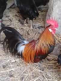 Galli e galline Marantz ed altro