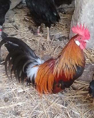 Galli e galline Marantz ed altro