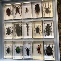 Collezione insetti polimerizzati