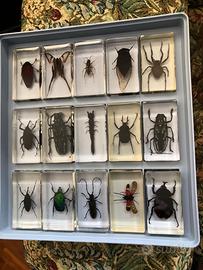 Collezione insetti polimerizzati