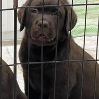 Monta Labrador Retriver Chocolate linea americana