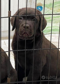 Monta Labrador Retriver Chocolate linea americana