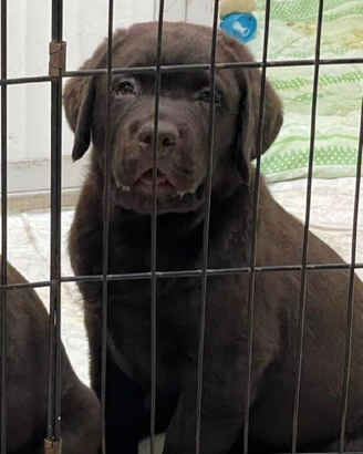 Monta Labrador Retriver Chocolate linea americana