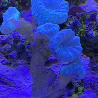 Corallo LPS Caulastrea 5/6 bocche