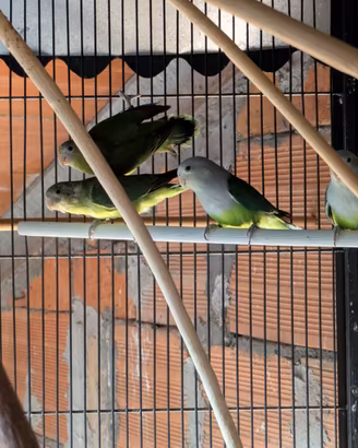 Inseparabili del Madagascar