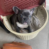 Bulldog francese