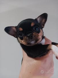 Chihuahua femmina
