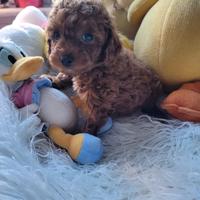 Barboncino mini toy femmina