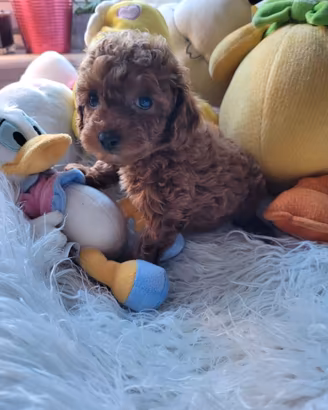 Barboncino mini toy femmina