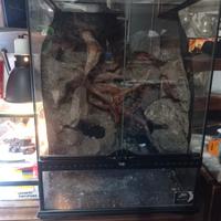 Terrario per petauro