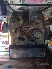 Terrario per petauro