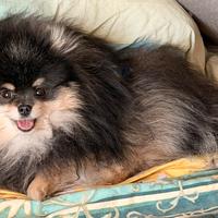 Spitz tedesco nano adulto