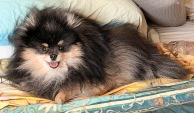 Spitz tedesco nano adulto