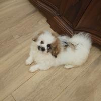 Maschietti pechinese