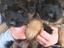 Immagine 15