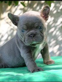 Vendita cane bulldog francese pelo azzurro