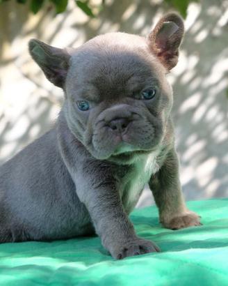 Vendita cane bulldog francese pelo azzurro