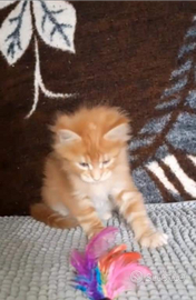 Maine Coon Milord pedigree ANFI