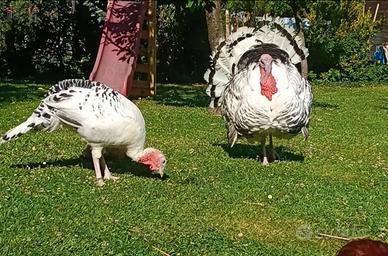 Tacchino Ermellinato di Rovigo