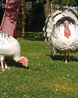 Tacchino Ermellinato di Rovigo