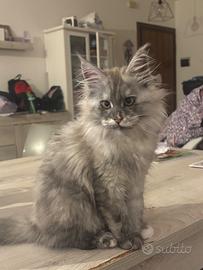 Cucciola di Maine coon