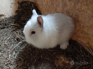 Cuccioli di coniglietto nano toy