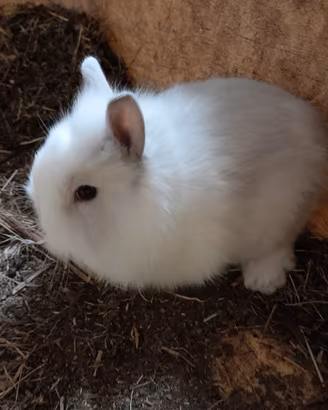 Cuccioli di coniglietto nano toy