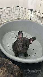 Bulldog francese esotico