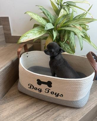 Chihuahua