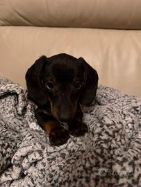 Cucciolo di bassotto