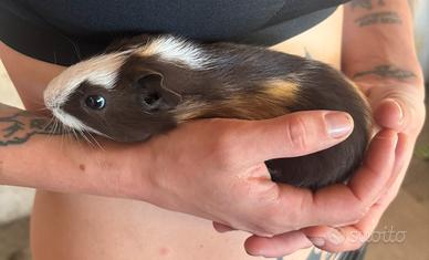 Cuccioli di porcellini d'india/cavie