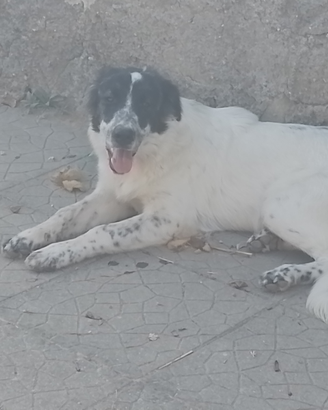 Setter inglese