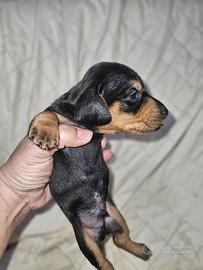 Bassotto nano maschio