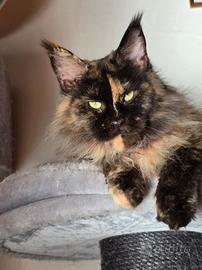 Adozione maine coon