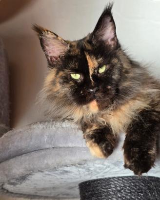 Adozione maine coon