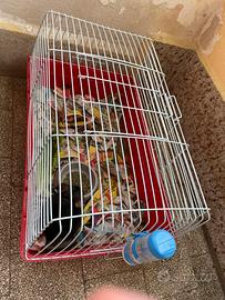 Cucciolo di cincilla'