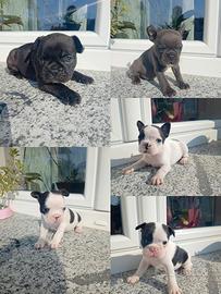 Bulldog francese