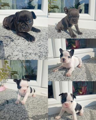 Bulldog francese