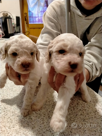 Cuccioli di Lagotto romagnolo