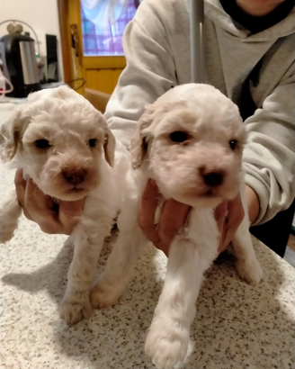 Cuccioli di Lagotto romagnolo