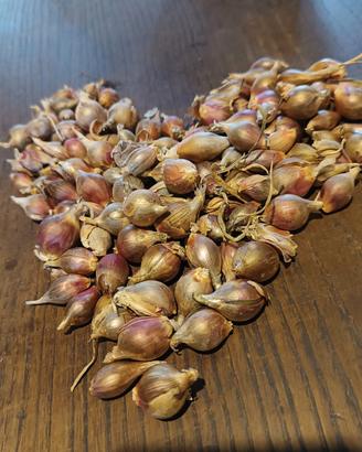 Cipolla egiziana 