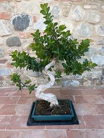 Bonsai Ficus Retusa - 50 cm