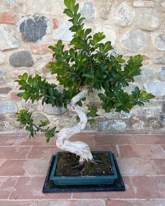 Bonsai Ficus Retusa - 50 cm