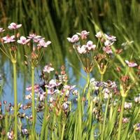 Pianta acquatica: Butomus Umbellatus