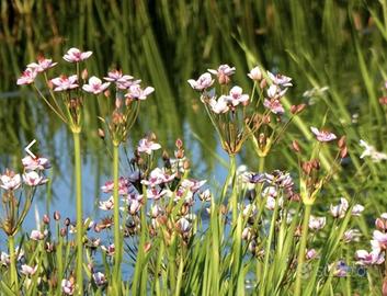 Pianta acquatica: Butomus Umbellatus