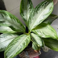 PIANTA Talea di Aglaonema