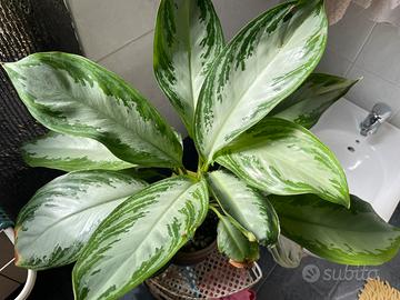 PIANTA Talea di Aglaonema