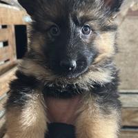 Cuccioli di pastore tedesco