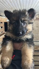 Cuccioli di pastore tedesco