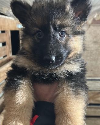 Cuccioli di pastore tedesco